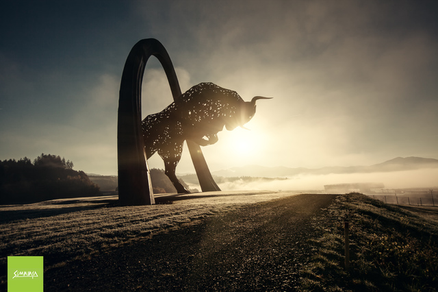 Der Stier wacht über den Ring!